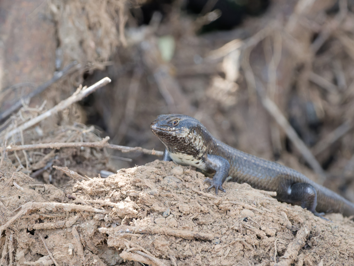 Sudan Mabuya Trachylepis brevicollis Geotagged,Kenya,Trachylepis brevicollis,Winter
