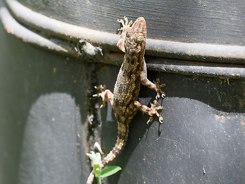 Flathead Leaf-toed Gecko