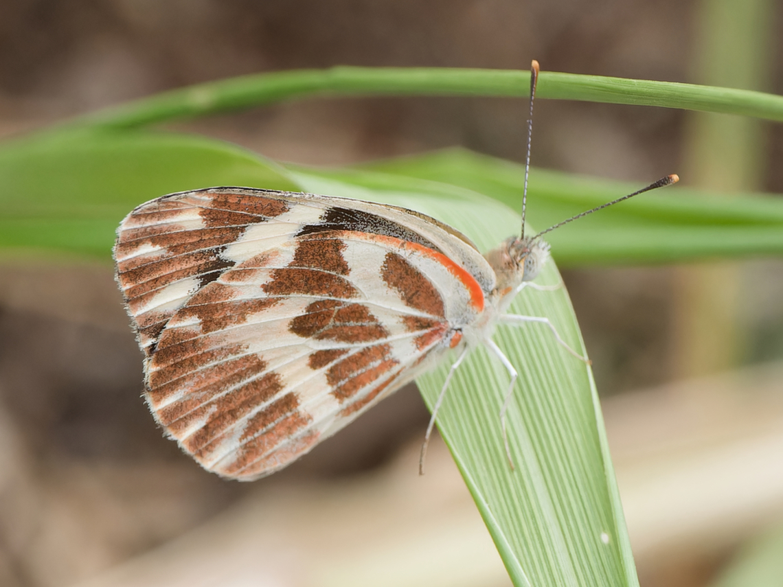 Pinacopteryx_eriphia  Geotagged,Kenya,Pinacopteryx eriphia,Summer,Zebra white
