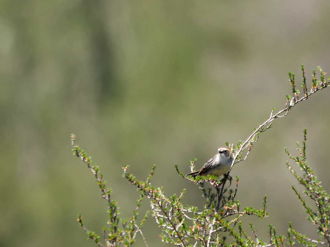 Aberdare Cisticola one of Kenya&#039;s endemic birds Aberdare cisticola,Cisticola aberdare,Endemic species,Geotagged,Kenya,Summer
