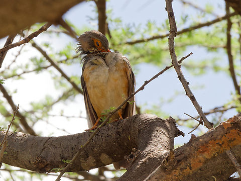 Bare-eyed Thrush a 2nd one in the jungle Bare-eyed thrush,Geotagged,Kenya,Turdus tephronotus,Winter