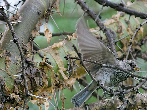 African Dusky Flycatcher ssp. pumila African Dusky Flycatcher,Geotagged,Kenya,Muscicapa  adusta,Summer