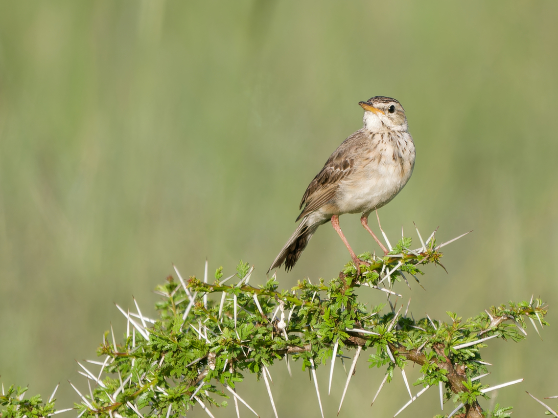 African_Pipit  African pipit,Anthus cinnamomeus,Geotagged,Kenya,Summer