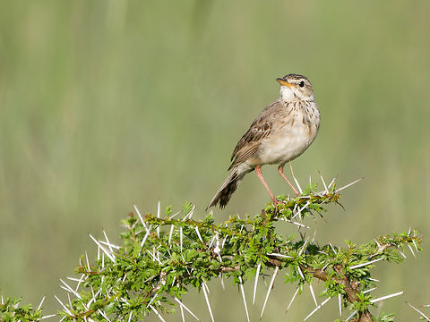 African_Pipit  African pipit,Anthus cinnamomeus,Geotagged,Kenya,Summer
