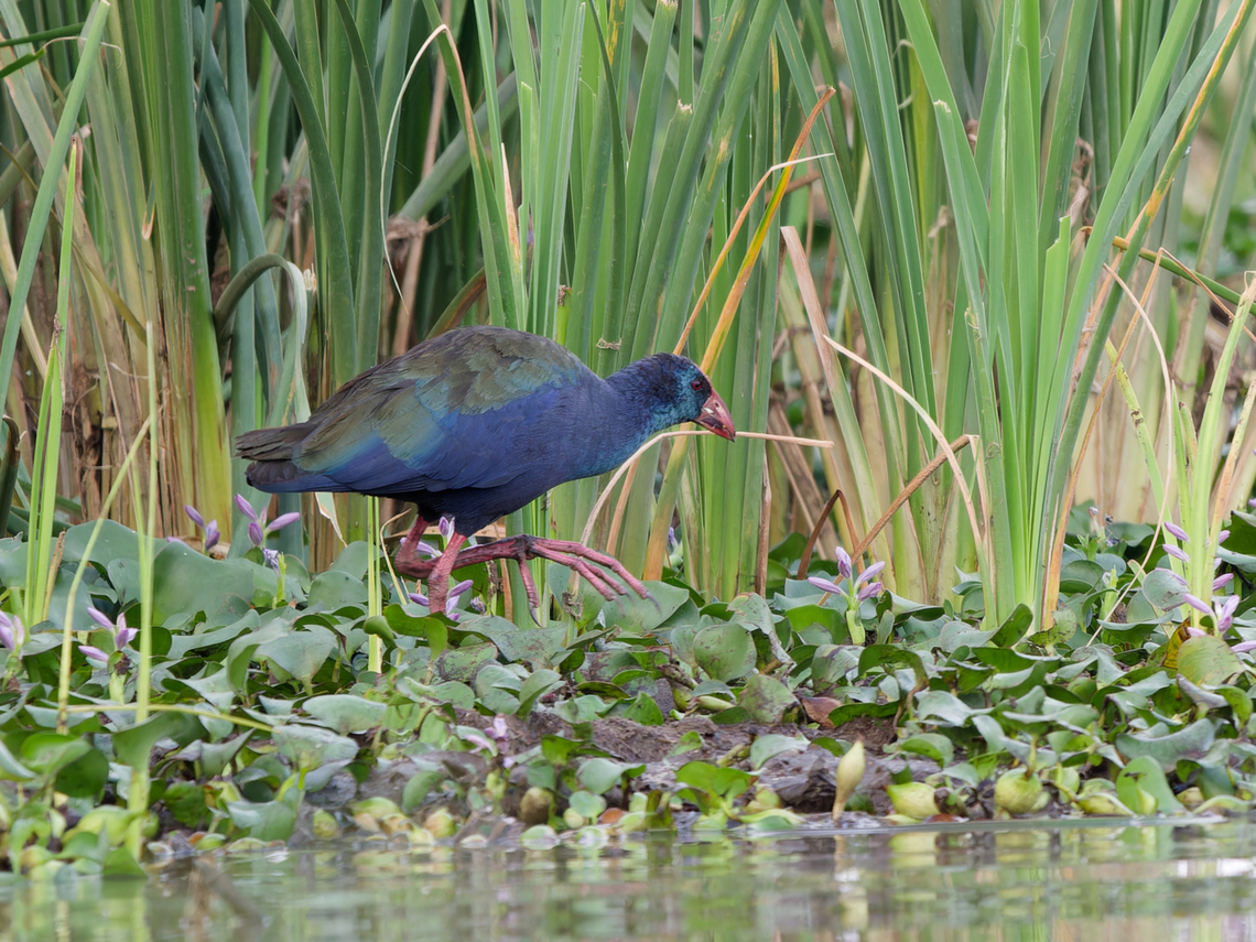 African Swamphen  African swamphen,Geotagged,Kenya,Porphyrio madagascariensis,Summer