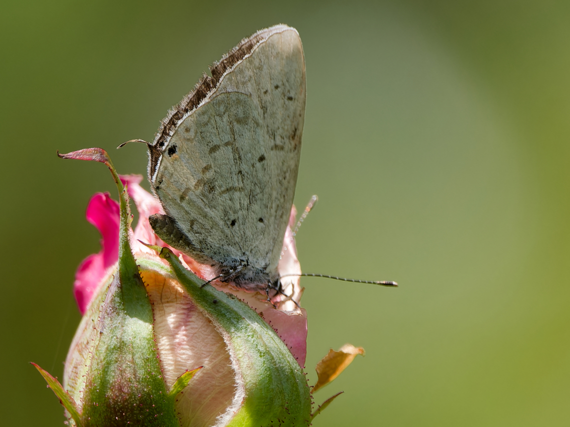 Eicochrysops hippocrates  Eicochrysops hippocrates,Geotagged,Kenya,Winter