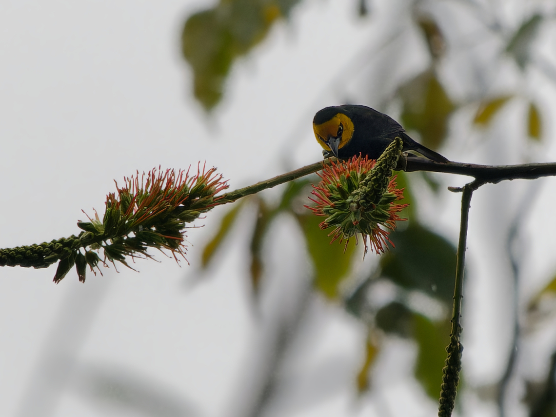 Black-billed Weaver  Black-billed weaver,Geotagged,Kenya,Ploceus melanogaster,Winter