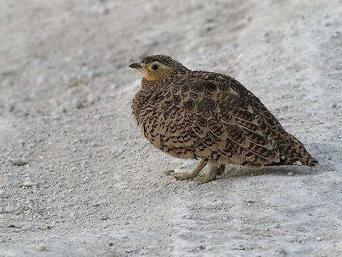 Black-faced Sandgrouse female Black-faced sandgrouse,Geotagged,Kenya,Pterocles decoratus,Winter