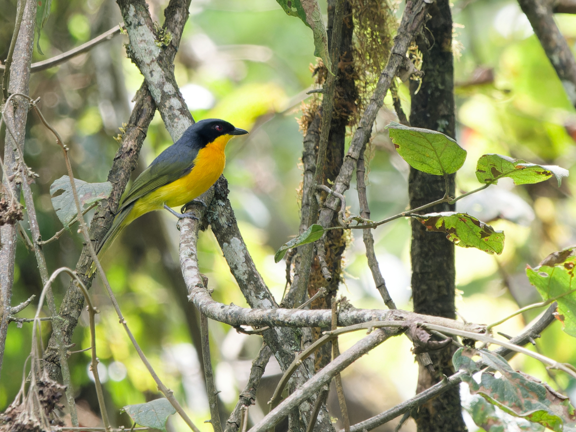 Black-fronted Bushshrike  Black-fronted bushshrike,Chlorophoneus nigrifrons,Geotagged,Kenya,Summer