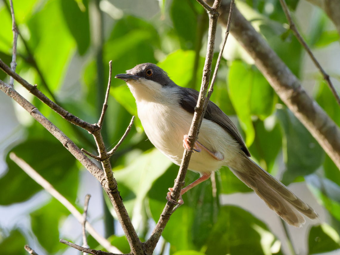 Black-headed_Apalis  Apalis melanocephala,Black-headed apalis,Geotagged,Kenya,Summer