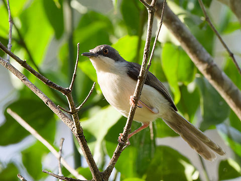 Black-headed_Apalis  Apalis melanocephala,Black-headed apalis,Geotagged,Kenya,Summer