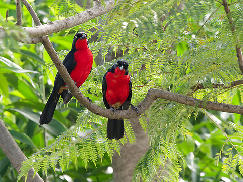 Black-headed Gonolek  Black-headed gonolek,Geotagged,Kenya,Laniarius erythrogaster,Summer
