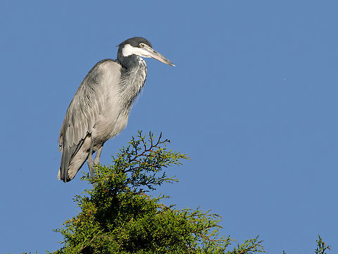 Black-headed_Heron  Ardea melanocephala,Black-headed Heron,Geotagged,Kenya,Summer