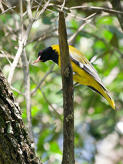 Black-headed Oriole  Black-headed Oriole,Geotagged,Kenya,Oriolus larvatus,Summer