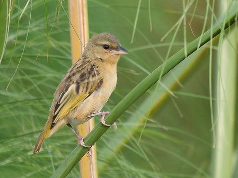 Black-headed Weaver female Black-headed Weaver,Geotagged,Kenya,Ploceus melanocephalus,Summer