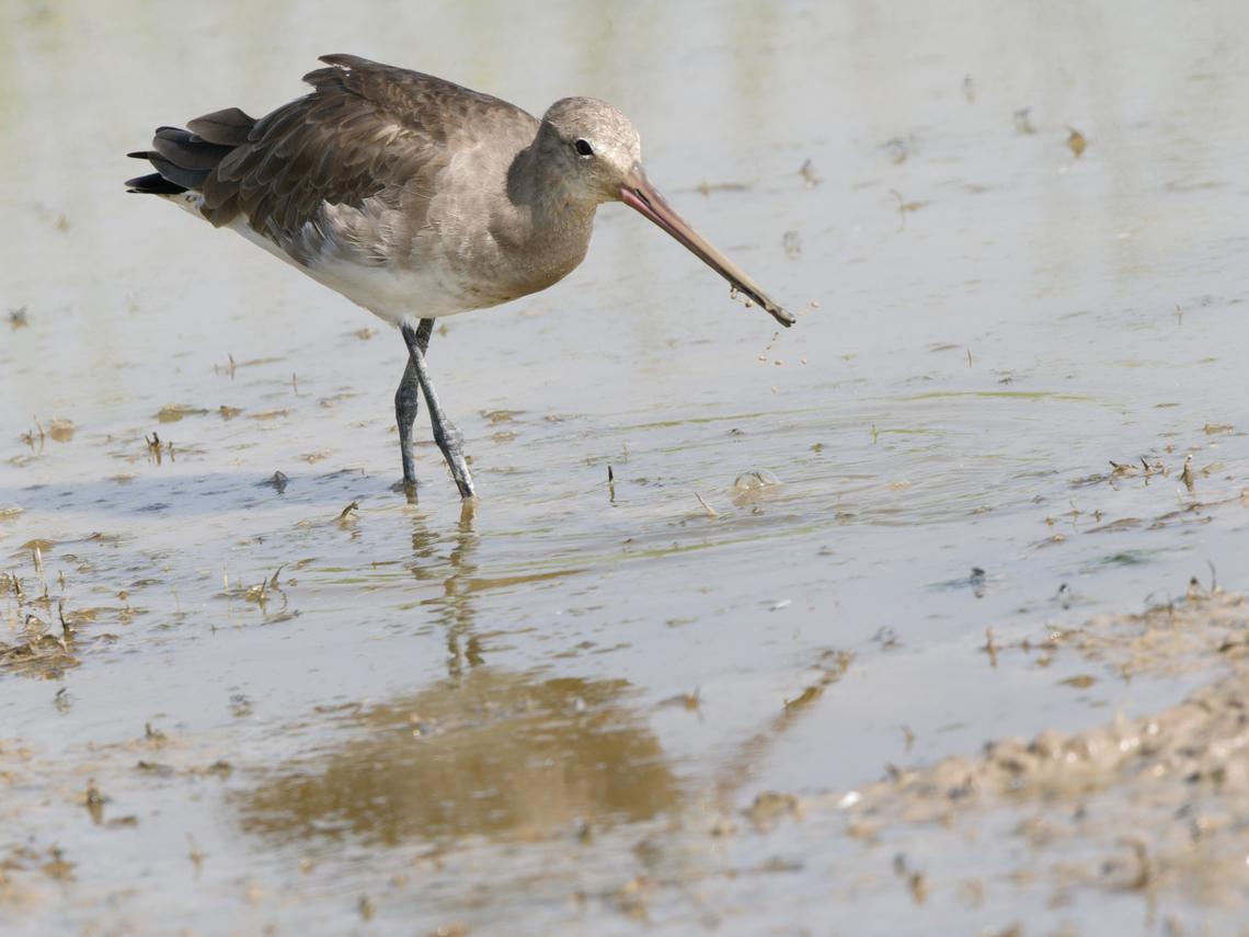 Black-tailed Godwit  Black-tailed Godwit,Geotagged,Kenya,Limosa limosa,Summer