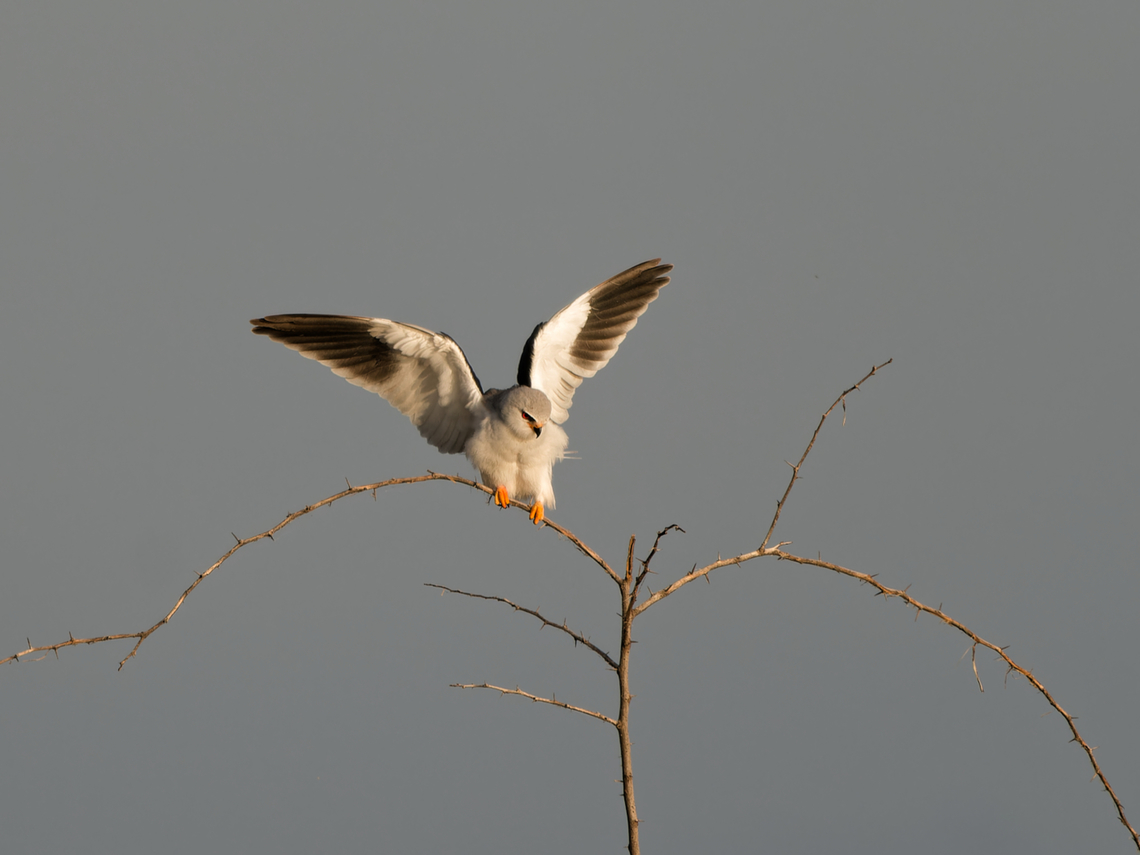 Black-winged_Kite  Black-winged Kite,Elanus caeruleus,Geotagged,Kenya,Winter