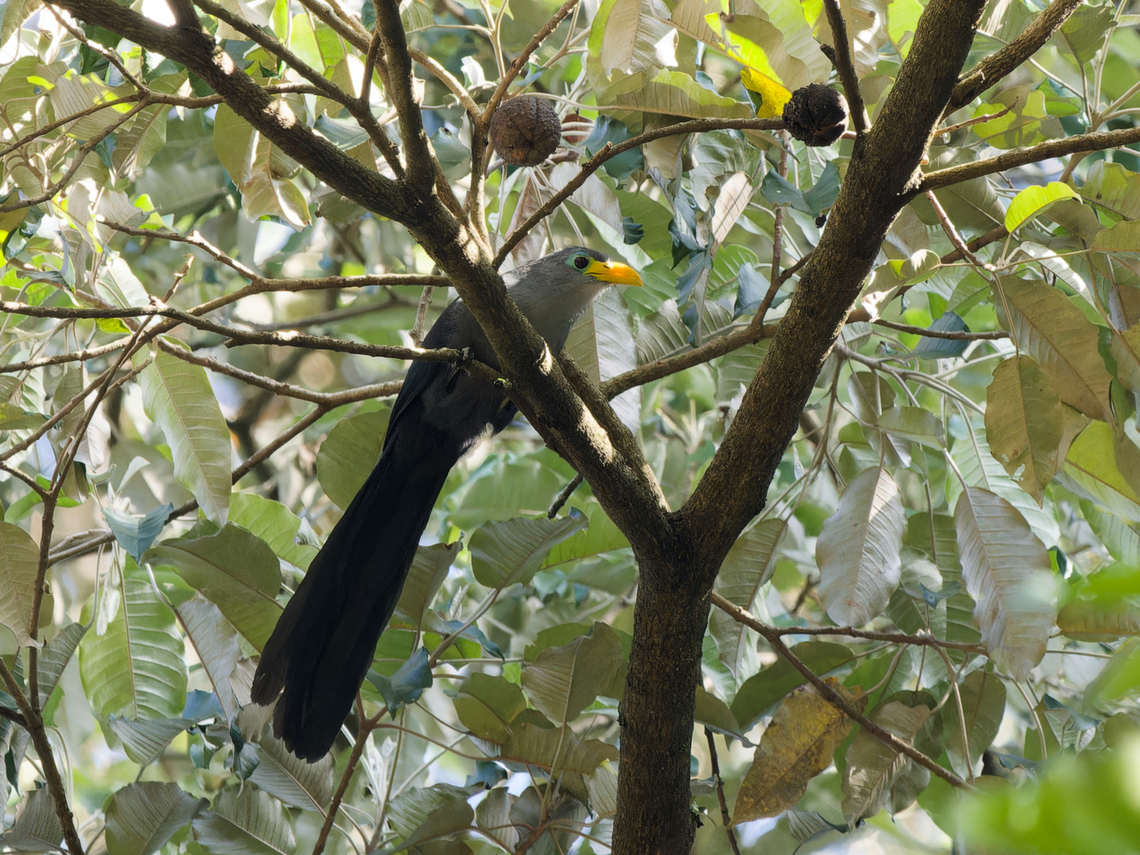 Blue Malkoha  Blue malkoha,Ceuthmochares,Ceuthmochares aereus,Geotagged,Kenya,Winter