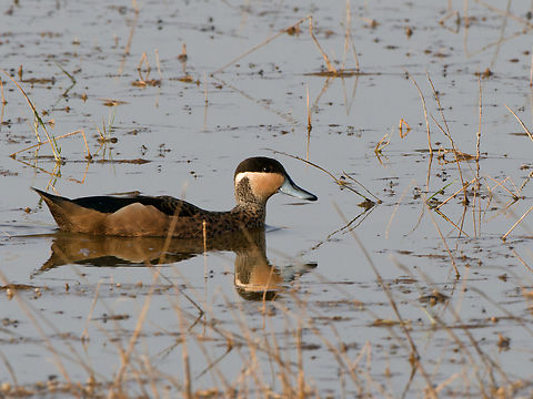 Blue-billed_Teal  Blue-billed teal,Geotagged,Kenya,Spatula hottentota,Summer