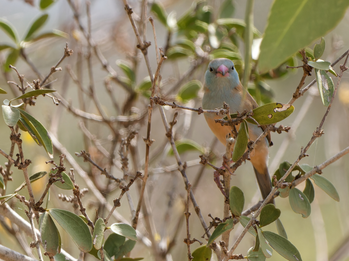 Blue-capped Cordonbleu  Blue-capped cordon-bleu,Geotagged,Kenya,Summer,Uraeginthus cyanocephalus