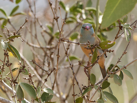 Blue-capped Cordonbleu  Blue-capped cordon-bleu,Geotagged,Kenya,Summer,Uraeginthus cyanocephalus