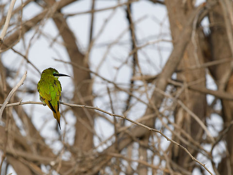 Blue-cheeked_Bee-eater_P1014555_DxO  Blue-cheeked bee-eater,Geotagged,Kenya,Merops persicus,Winter