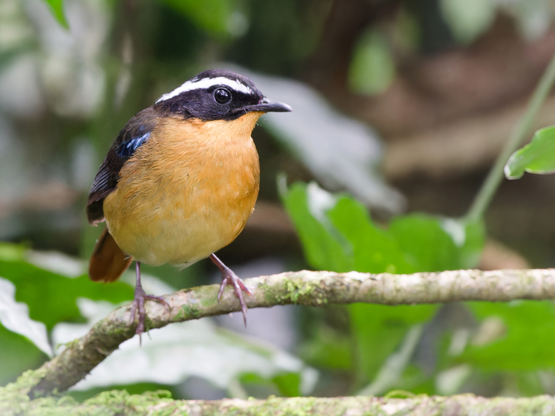 Blue-shouldered Robin-Chat  Blue-shouldered robin-chat,Cossypha cyanocampter,Geotagged,Kenya,Winter
