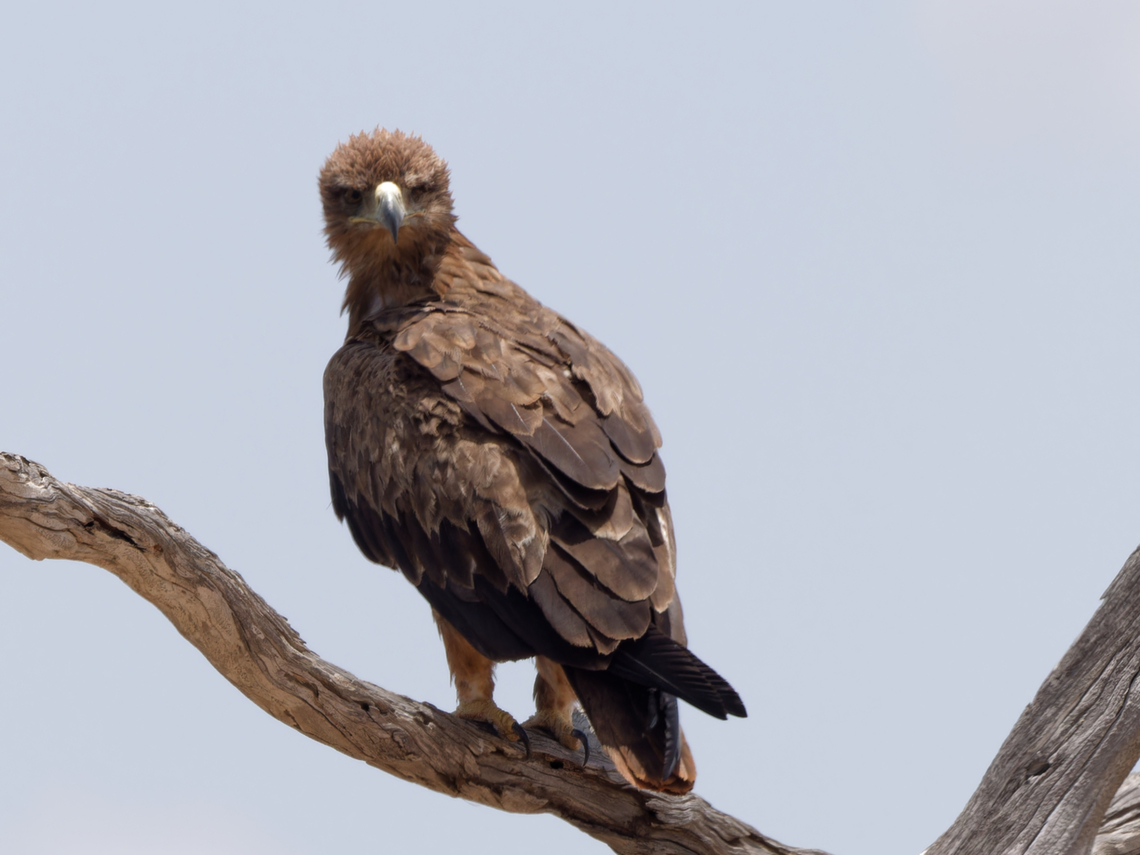 Booted_Eagle  Booted eagle,Geotagged,Hieraaetus pennatus,Kenya,Summer