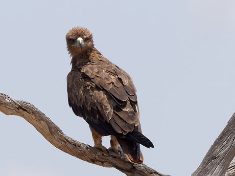 Booted_Eagle  Booted eagle,Geotagged,Hieraaetus pennatus,Kenya,Summer