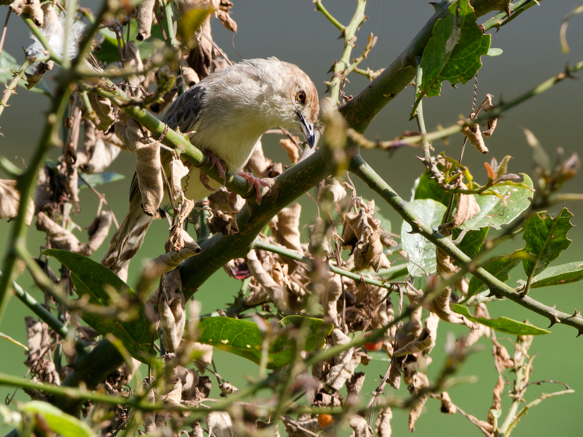 Boran_Cisticola  Boran cisticola,Cisticola bodessa,Geotagged,Kenya,Winter