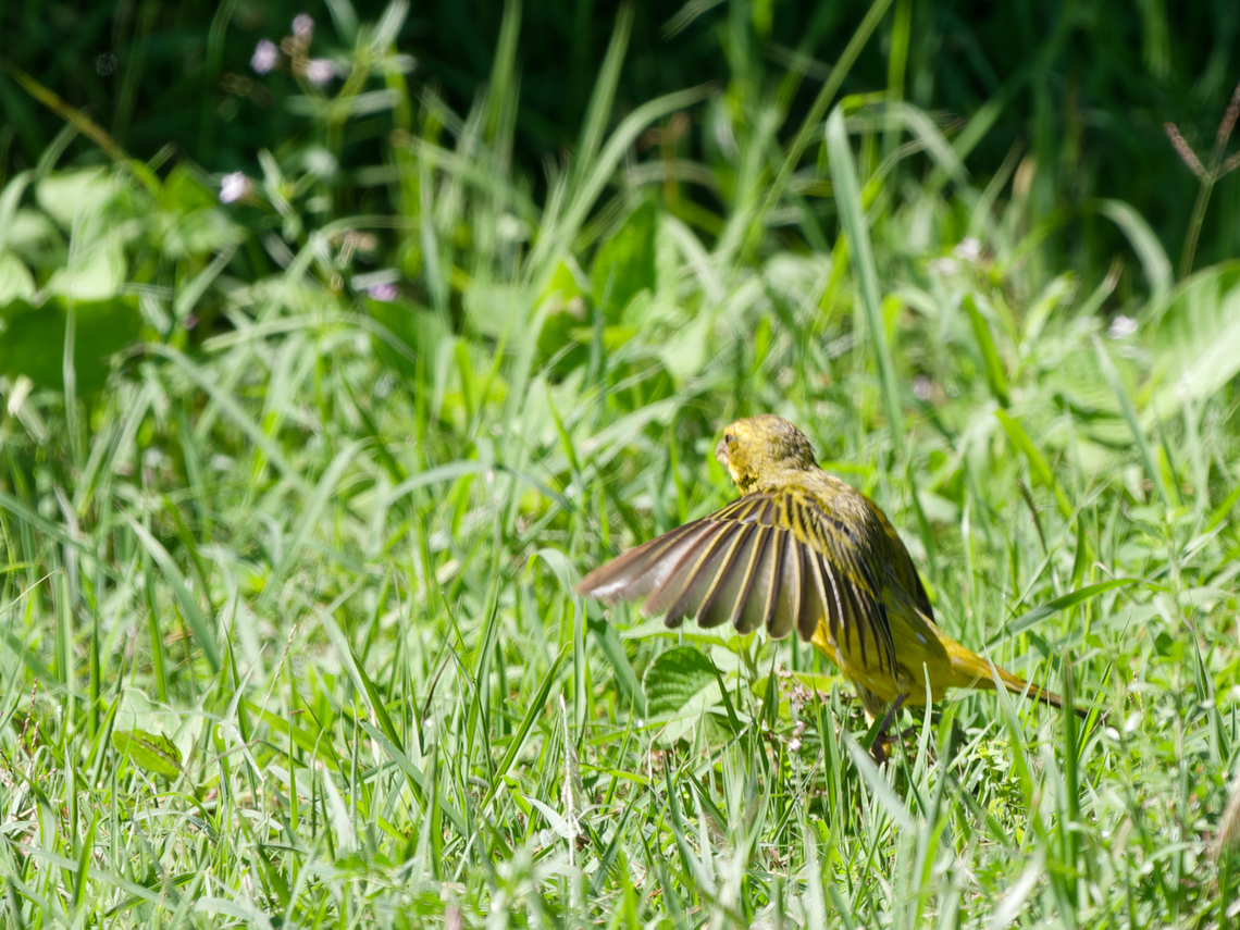 Brimstone Canary  Brimstone Canary,Geotagged,Kenya,Serinus sulphuratus,Summer