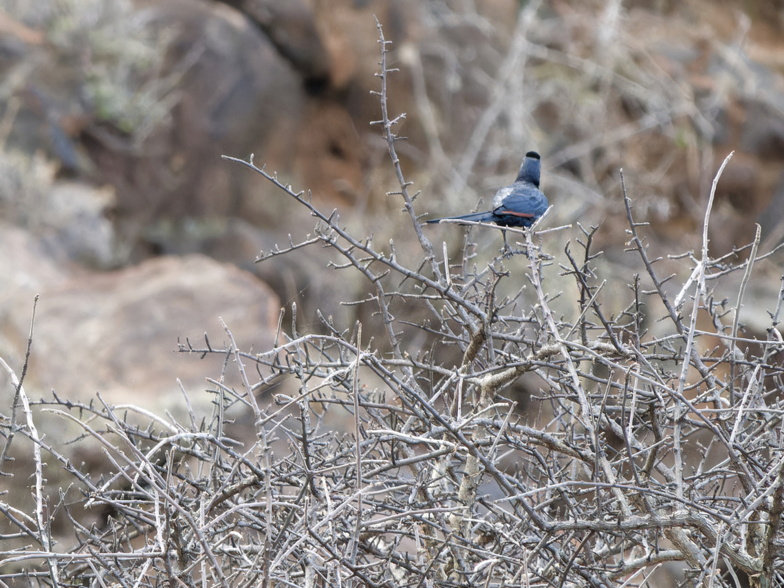 Bristle-crowned Starling not very good, but better than nothing Bristle-crowned starling,Geotagged,Kenya,Onychognathus salvadorii,Winter