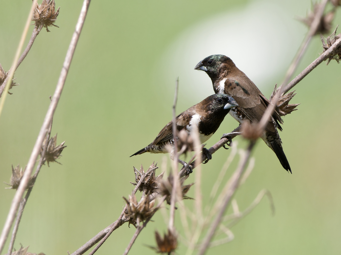 Bronze_Mannikin  Bronze mannikin,Geotagged,Kenya,Lonchura cucullata,Summer