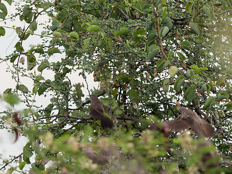 Brown Babbler ssp. cinerea Brown babbler,Geotagged,Kenya,Turdoides plebejus,Winter