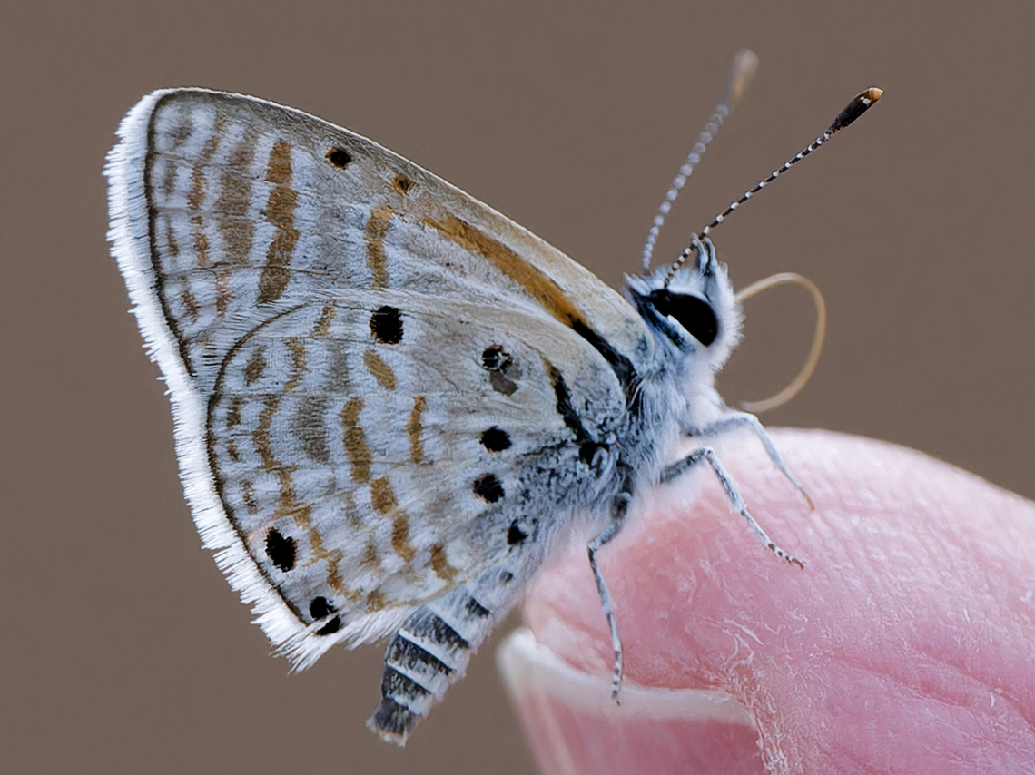 Azanus ubaldus  Azanus ubaldus,Bright babul blue,Geotagged,Kenya,Winter
