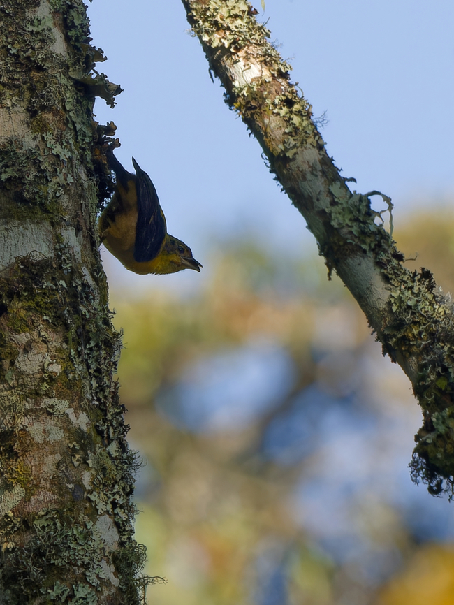 Brown-capped Weaver, Kenya  Brown-capped weaver,Geotagged,Kenya,Ploceus insignis,Summer