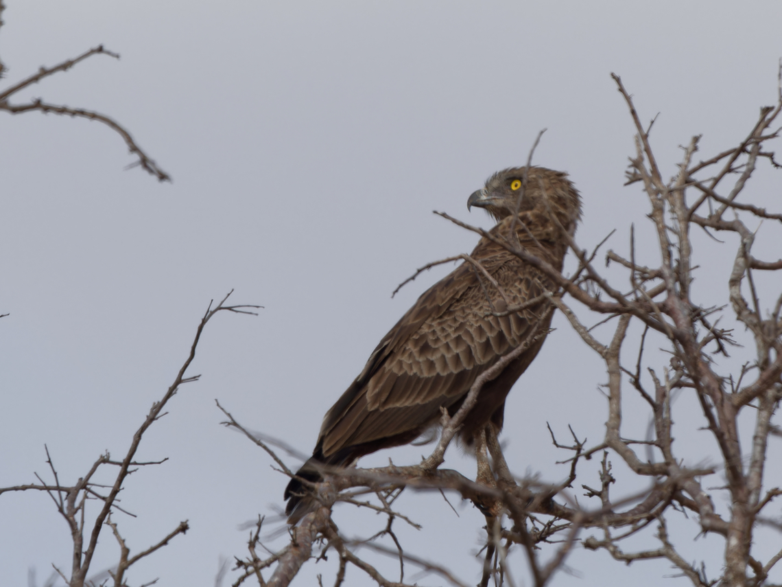 Brown Snake-Eagle  Brown snake eagle,Circaetus cinereus,Geotagged,Kenya,Summer