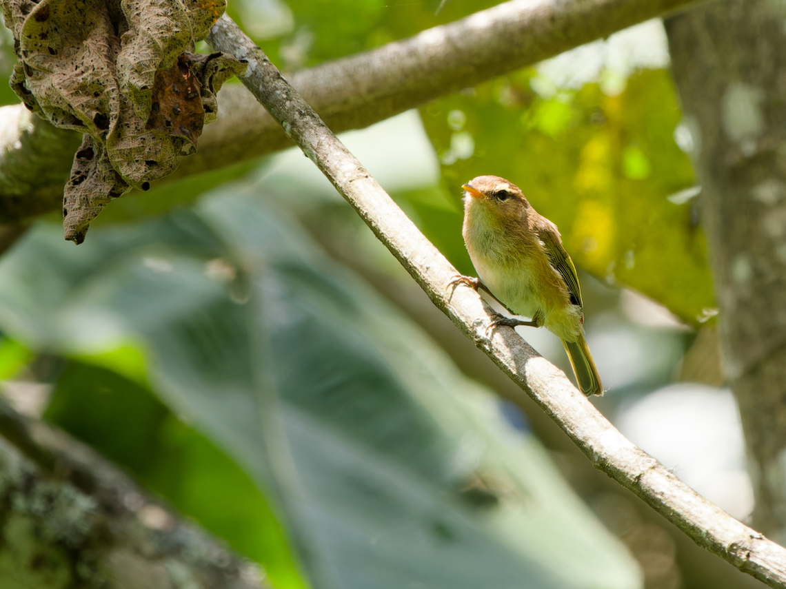 Brown Woodland-Warbler, Kenya  Brown woodland warbler,Geotagged,Kenya,Phylloscopus umbrovirens,Summer