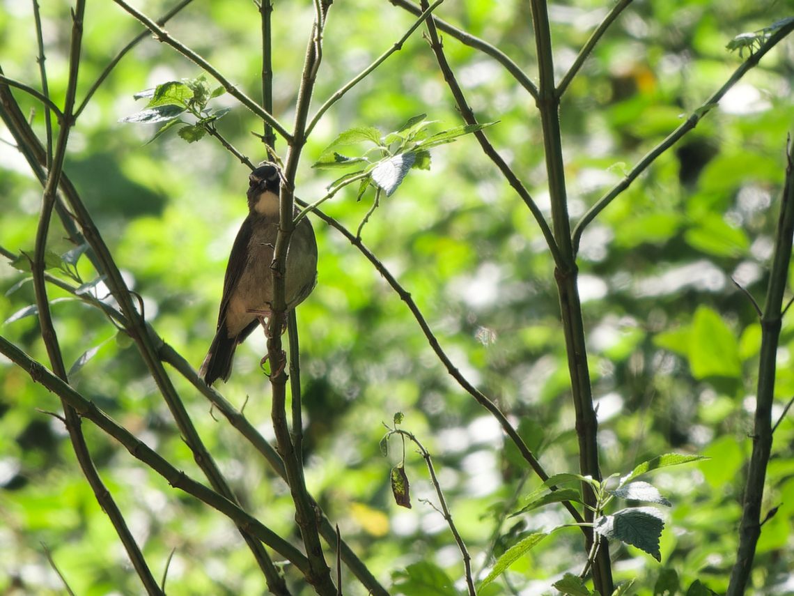 Brown-chested Alethe, Kenya  Brown-chested alethe,Chamaetylas poliocephala,Geotagged,Kenya,Winter
