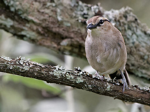 Brown-crowned Tchagra, Kenya  Brown-crowned tchagra,Geotagged,Kenya,Summer,Tchagra australis