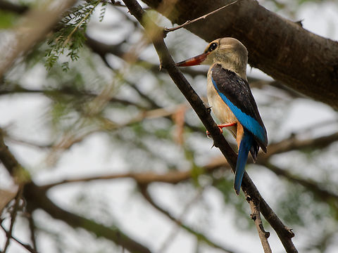 Brown-hooded Kingfisher  Brown-hooded Kingfisher,Geotagged,Halcyon albiventris,Kenya,Summer