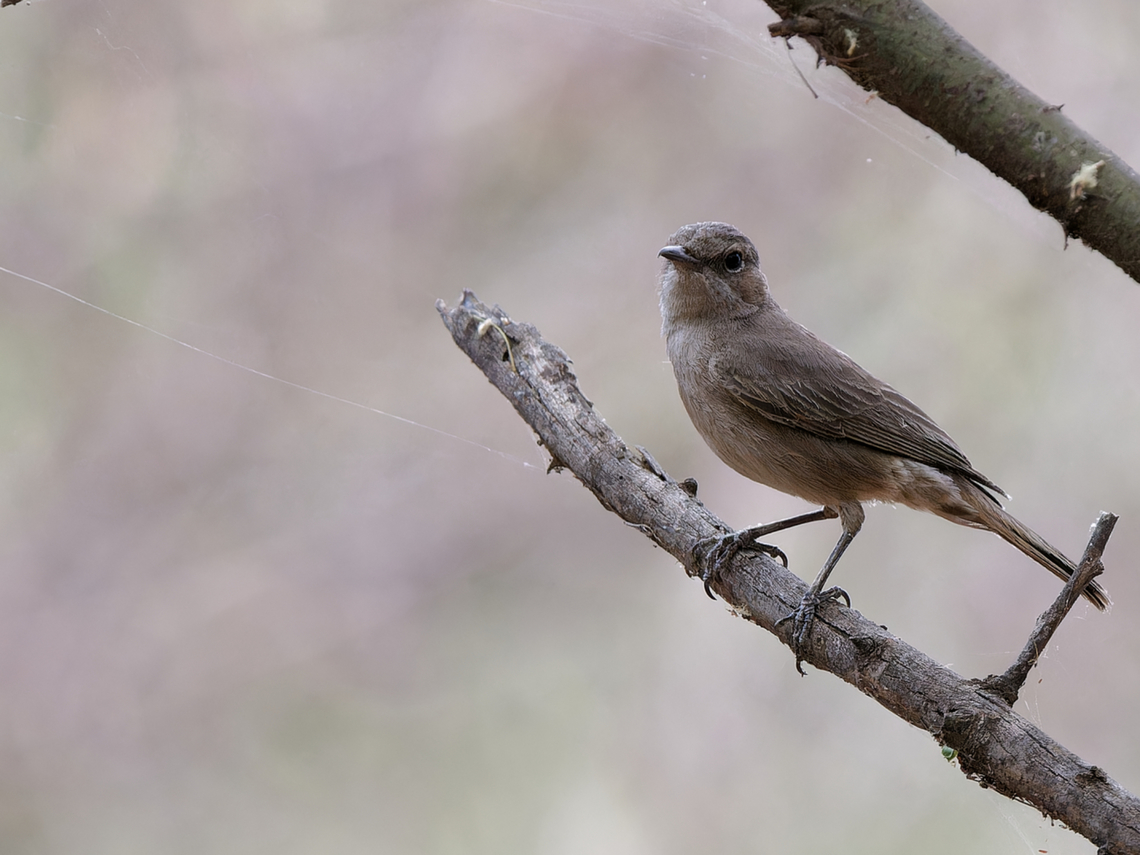 Brown-tailed Rock Chat former name Brown-tailed Chat, now according to IOC 14.1 Rock Chat Brown-tailed rock chat,Geotagged,Kenya,Oenanthe scotocerca,Winter
