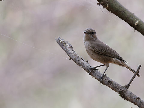 Brown-tailed rock chat