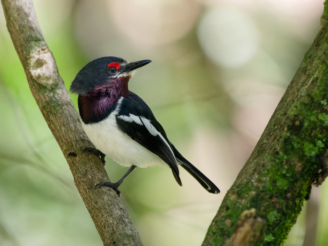 Brown-throated Wattle-eye, Kenya female Brown-throated wattle-eye,Geotagged,Kenya,Platysteira cyanea,Summer