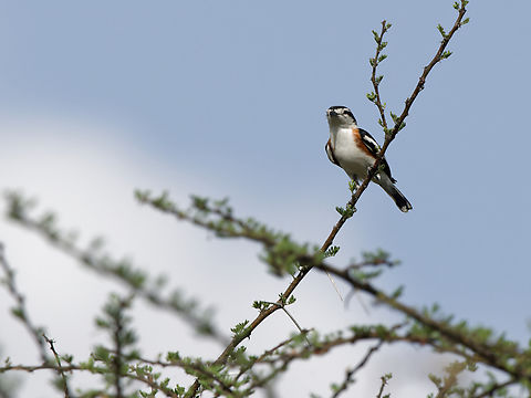 Brubru  Brubru,Geotagged,Kenya,Nilaus afer,Winter