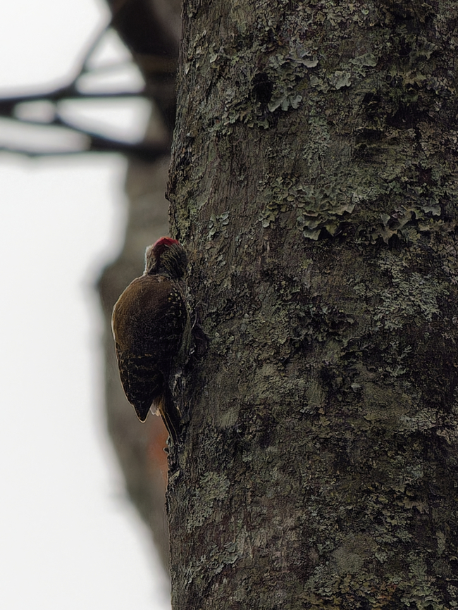 Buff-spotted Woodpecker, Kenya  Buff-spotted woodpecker,Geotagged,Kenya,Pardipicus nivosus,Winter