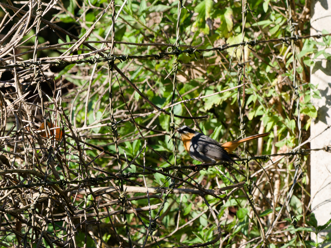 Cape Robin-Chat, Kenya  Cape Robin-Chat,Cossypha caffra,Geotagged,Kenya,Summer
