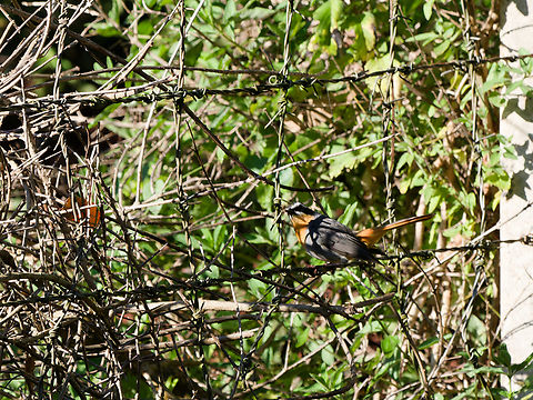 Cape Robin-Chat, Kenya  Cape Robin-Chat,Cossypha caffra,Geotagged,Kenya,Summer