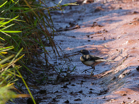 Cape Wagtail ssp. wellsi Cape Wagtail,Geotagged,Kenya,Motacilla capensis,Summer