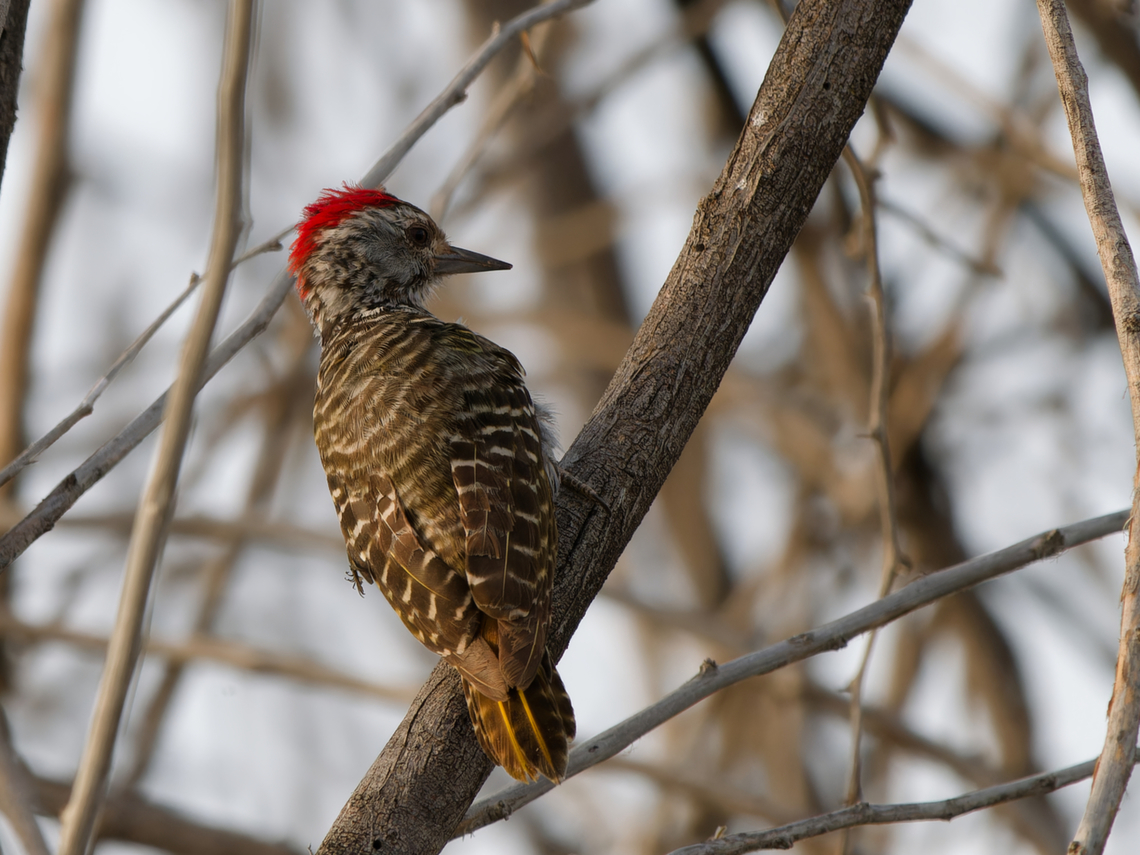 Cardinal Woodpecker, Kenya  Cardinal woodpecker,Chloropicus fuscescens,Geotagged,Kenya,Winter